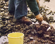 Cockle clams can be dug with a shovel, hoe, or rake.